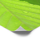 Poster Feuilles Buckeye (Coin)