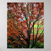 Poster Feuilles colorées d'érable en automne (Devant)