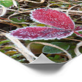 Poster Feuilles couvertes de givre, Canada (Coin)