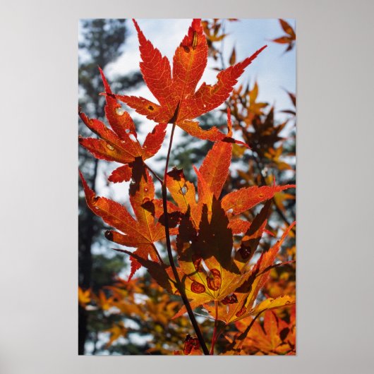 Poster Feuilles d'automne (Devant)