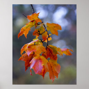 Poster Feuilles d'automne