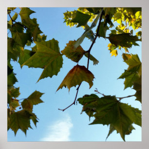 Poster feuilles d'automne