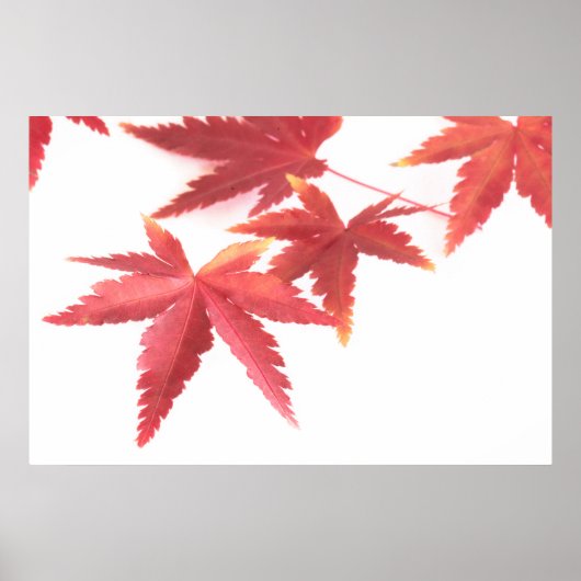 Poster Feuilles d'automne (Devant)