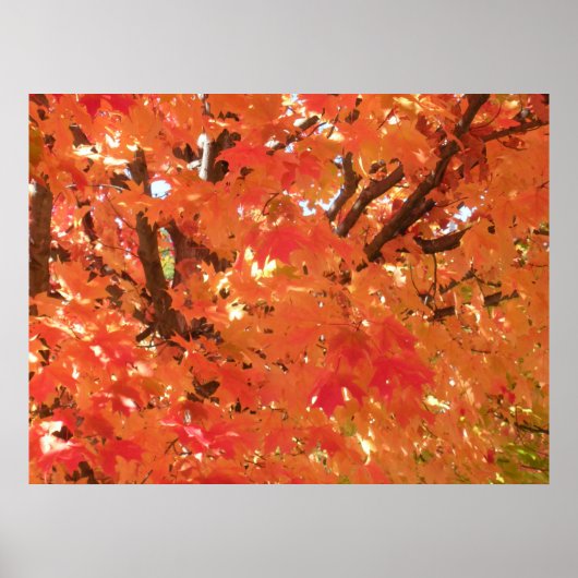 Poster Feuilles d'automne 1 (Devant)