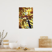 Poster Feuilles d'automne Arbres d'automne soleil (Cuisine)