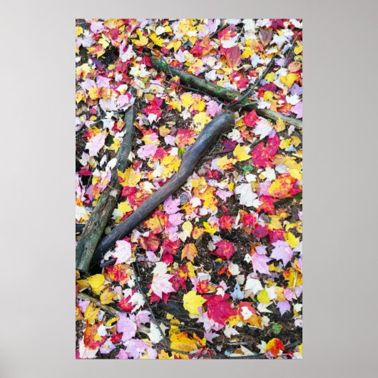 Poster Feuilles d'automne au sol (Devant)