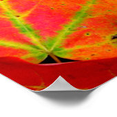 Poster Feuilles d'automne colorées Gros plan (Coin)