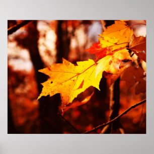 Poster Feuilles d'automne dans l'affiche Poconos