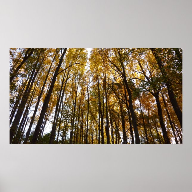 Poster Feuilles d'automne dans le matin Maryland Nature (Devant)