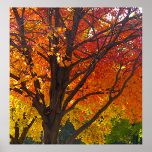 Poster Feuilles d'automne de la photo jaune et orange