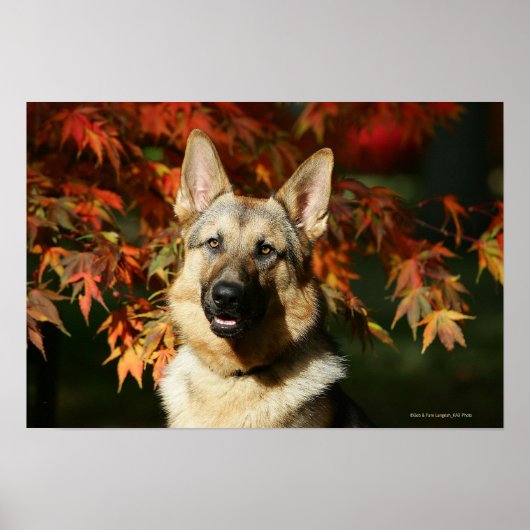 Poster Feuilles d'automne du berger allemand (Devant)