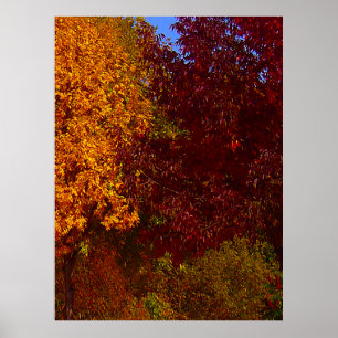 Poster Feuilles d'automne Jaune et pourpre, ZSSPG