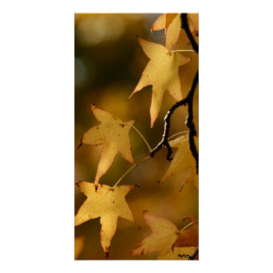 Poster feuilles d'automne jaunes Imprimer