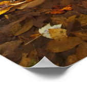 Poster Feuilles d'automne le long de Looking Glass Creek (Coin)