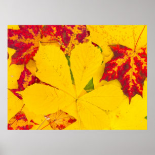 Poster Feuilles d'automne motif