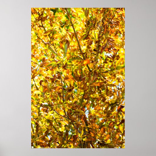 Poster Feuilles d'automne motif (Devant)