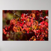 Poster Feuilles d'automne rouge et orange brillantes Post (Devant)
