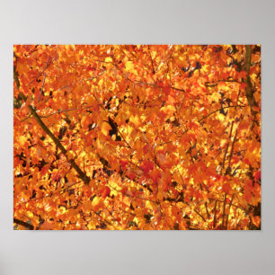 Poster Feuilles d'automne sur arbre - photo.
