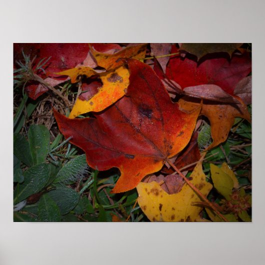 Poster Feuilles d'automne vibrantes (Devant)