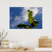 Poster Feuilles de bananier (Cuisine)
