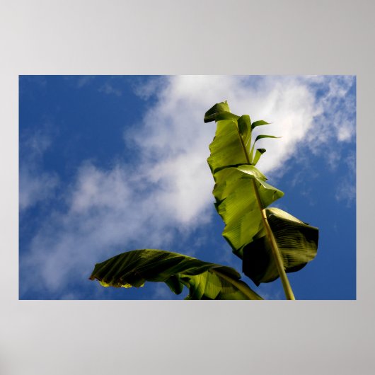 Poster Feuilles de bananier (Devant)