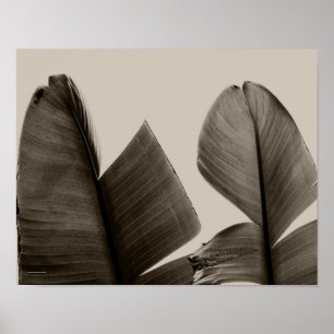 Poster Feuilles de bananiers à Sepia