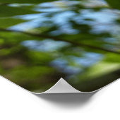 Poster Feuilles de bouleau vertes d'arbre de printemps (Coin)