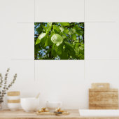 Poster Feuilles de bouleau vertes d'arbre de printemps (Cuisine)