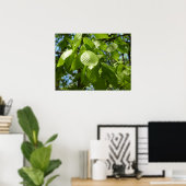 Poster Feuilles de bouleau vertes d'arbre de printemps (Bureau à domicile)