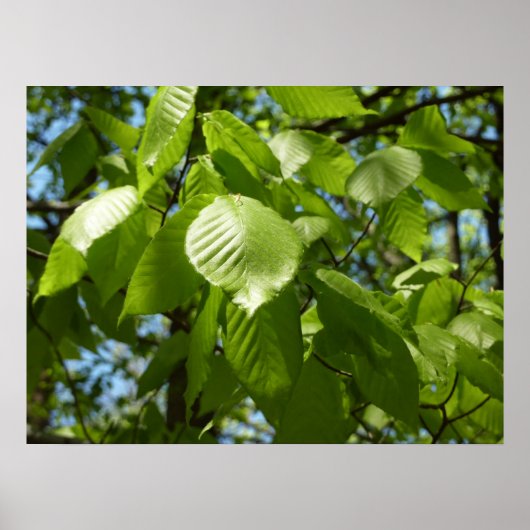 Poster Feuilles de bouleau vertes d'arbre de printemps (Devant)