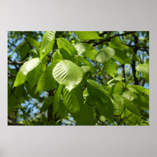 Poster Feuilles de bouleau vertes d'arbre de printemps
