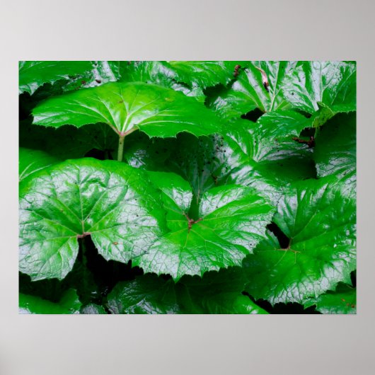 Poster Feuilles de Burdock - Photo Abstraite de la nature (Devant)