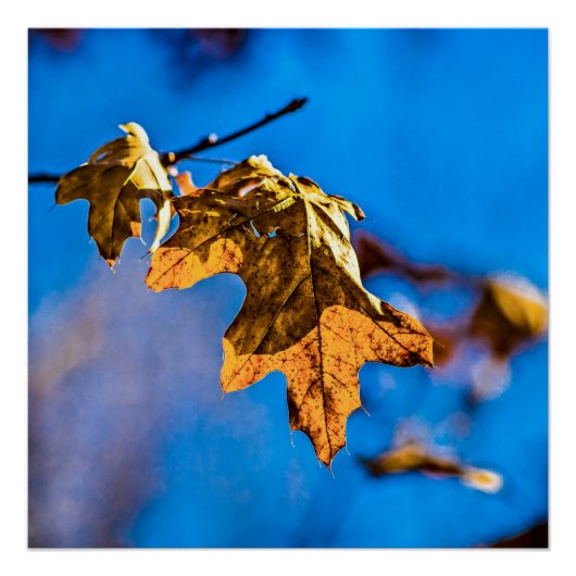 Poster Feuilles de chêne sec - Le printemps n'est pas loi (Devant)