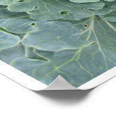 Poster Feuilles de chou, Plante de chou Haut (Coin)
