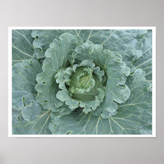 Poster Feuilles de chou, Plante de chou Haut (Devant)