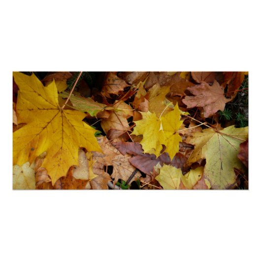 Poster Feuilles de Érable Tombées Jaune Automne Nature (Devant)