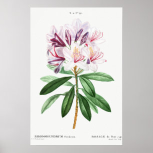 Poster Feuilles de fleurs Art botanique Vintage
