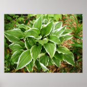 Poster Feuilles de Hosta Plante Lys Plaintain (Devant)