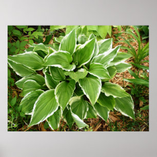 Poster Feuilles de Hosta Plante Lys Plaintain