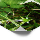 Poster Feuilles de Hosta Plante Lys Plaintain (Coin)