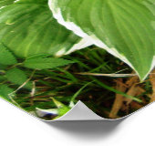 Poster Feuilles de Hosta Plante Lys Plaintain (Coin)