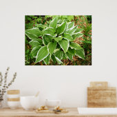 Poster Feuilles de Hosta Plante Lys Plaintain (Cuisine)
