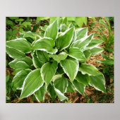 Poster Feuilles de Hosta Plante Lys Plaintain (Devant)