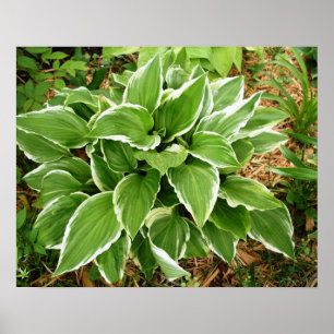 Poster Feuilles de Hosta Plante Lys Plaintain