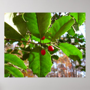 Poster Feuilles de houx II Nature botanique de vacances