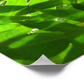 Poster Feuilles de l'arbre à pain (Coin)