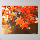 Poster Feuilles de l'érable rouge (Devant)