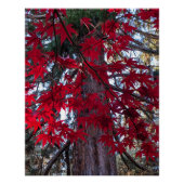 Poster Feuilles de l'érable rouge et Séquoia géante (Devant)
