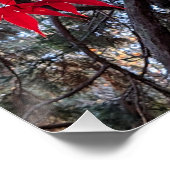 Poster Feuilles de l'érable rouge et Séquoia géante (Coin)