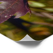 Poster Feuilles de Liquidambar en Automne (Coin)